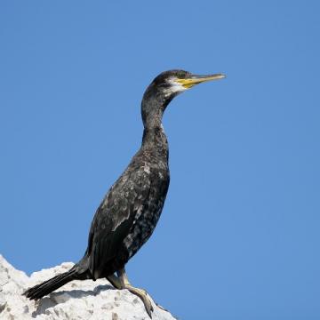 © J.P. Durand - Parc national des Calanques