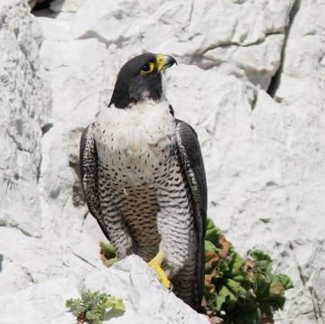 © J.P. Durand - Parc national des Calanques