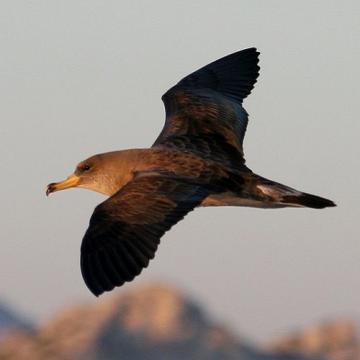 Scopoli’s shearwater © J.P. Durand - Parc national des Calanques