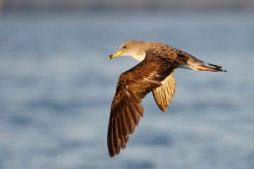 Puffin de Scopoli © J.P. Durand - Parc national des Calanques