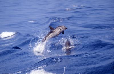 Dauphin Bleu et Blanc © Eco-med