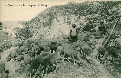 Carte postale datant du début du XIXe siècle présentant un troupeau en pâture dans les Calanques © UAT/édit./Marseille