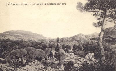 Carte postale datant du début du XIXe siècle présentant un troupeau en pâture dans les Calanques 