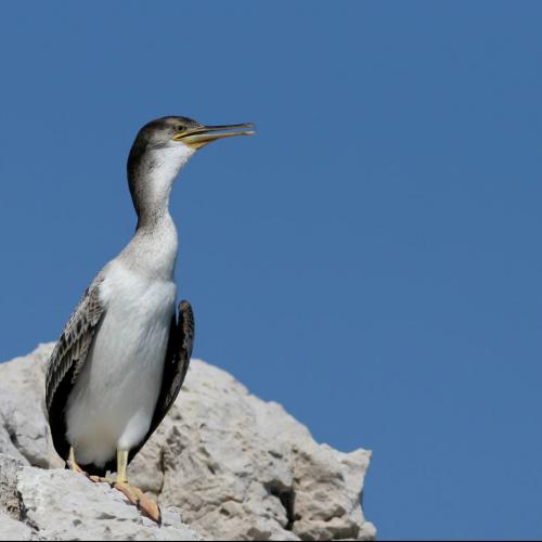 Cormoran huppé de Méditerranée © J.-P. Durand/Cen Paca