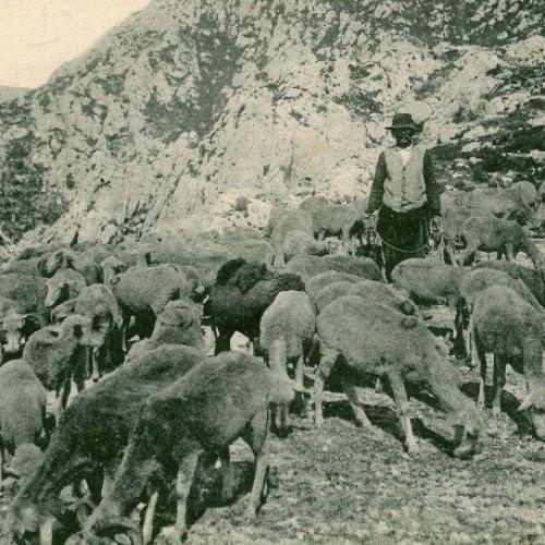 troupeau chèvres moutons © UAT/édit./Marseille