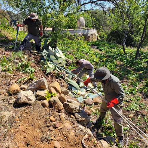 Arrachage d'agave (espèce invasive) devant la villa Michel Simon