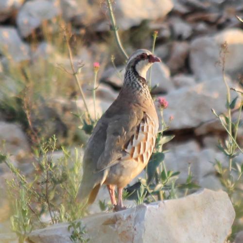 Perdrix rouge © Parc national des Calanques