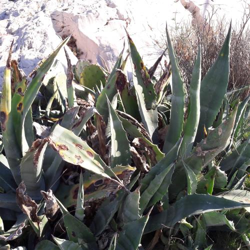 Agave