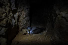 Puffin de Scopoli dans son terrier. © Maxime Bérenger, Parc national des Calanques