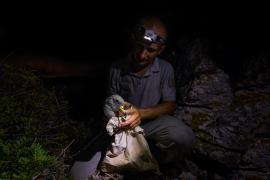 Préparation à la pesée d'un puffin de Scopoli. © Maxime Bérenger, Parc national des Calanques