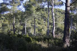 Pinède © C. Bellanger - Parc national des Calanques