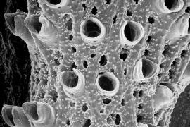 Structure microscopique de Hornera frondiculata, l'espèce connue depuis le 18ème siècle (la barre blanche mesure 0,150 millimètres) © Jo Harmelin