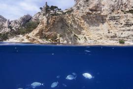 © F. Launette - Parc national des Calanques