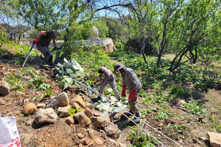 Arrachage d'agave (espèce invasive) devant la villa Michel Simon