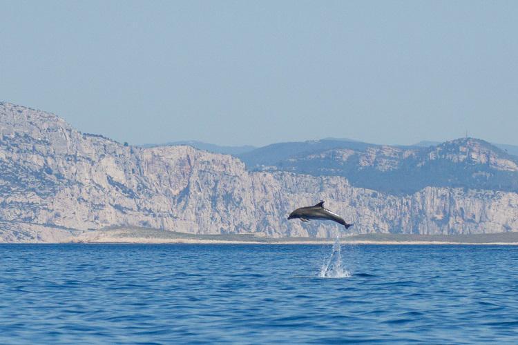 Grand dauphin devant les falaises des calanques de Marseille © J. Jourdan - GECEM