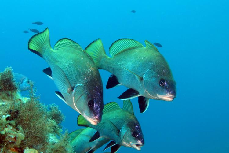 e corb, une espèce dont la pêche est encadrée par un moratoire © F.Fedorowsky