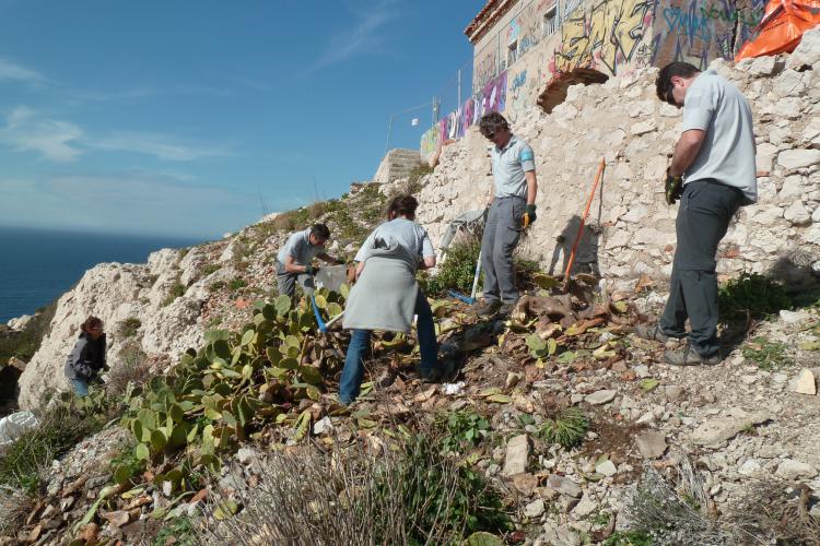 Arrachage des Figuiers de Barbarie